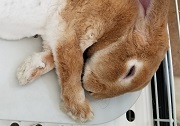 ウサギ　冷暖房器