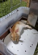 ウサギ　冷暖房器