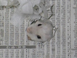 ハムスターの性質