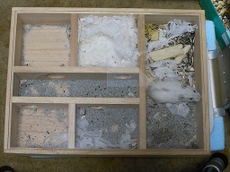 トイレに『砂っ固』