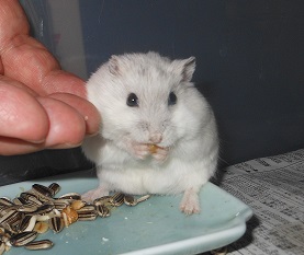 ハムスターと仲良く