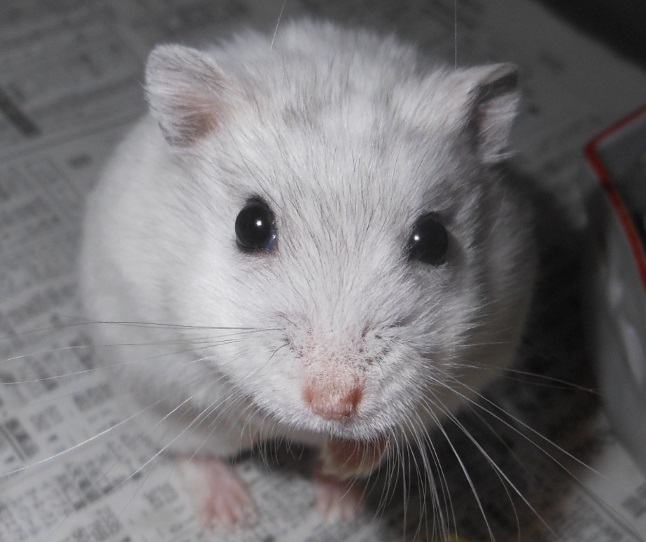 『地下型の巣箱』のハムスター