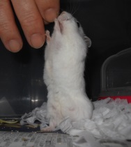 ハムスターの貯蔵行動