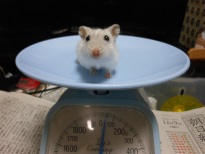 ハムスターの体重
