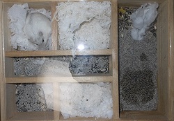 ハムスターの『巣穴の三大習性』2