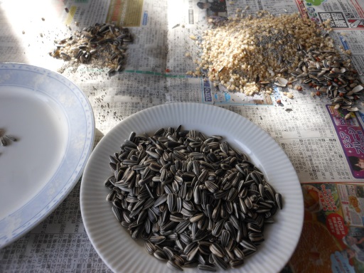 回収した「ヒマワリの種」