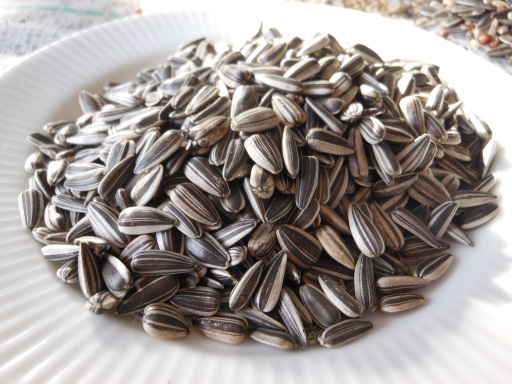 回収した「ヒマワリの種」