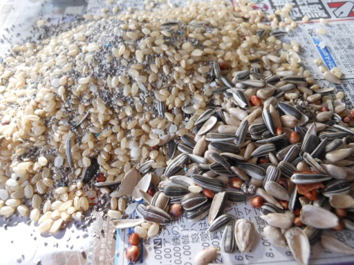 回収した「ヒマワリの種」