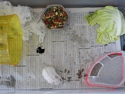 ハムスターの『巣穴の三大習性』1