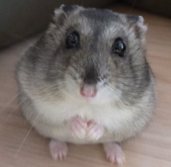 ハムスターのストレス